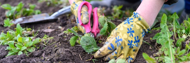 Potatura primaverile e diserbo dei cespugli di fragole. mani delle donne in guanti da giardinaggio