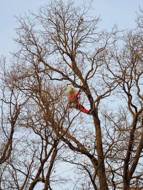 Potatura stagionale degli alberi nel servizio del parco cittadino.