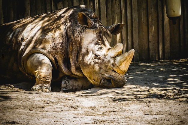 potente rinoceronte che riposa all'ombra
