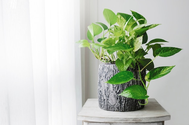 Pothos dorato o epipremnum aureum alla finestra nella camera da letto e nel giardino della camera da letto