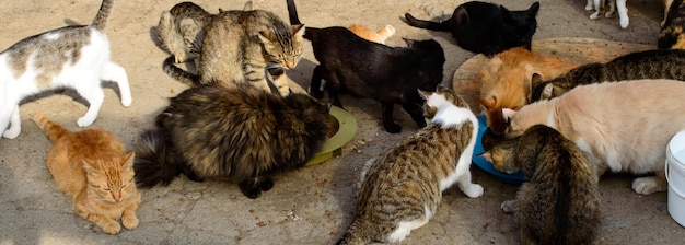 Poveri gatti in un rifugio privato della città di Odessa. Gatti smarriti e abbandonati a causa della guerra in Ucraina.