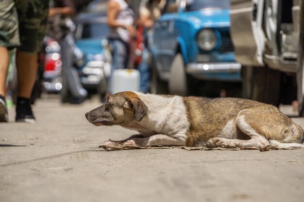 Povero cane senzatetto indesiderato nelle strade della città di L'Avana Vecchia, capitale di Cuba