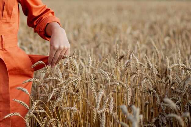 Povero raccolto di grano. Mancanza di grano. Tasca vuota