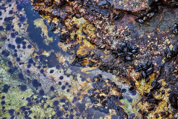 Pozza di marea sulla costa piena di cozze e anemoni