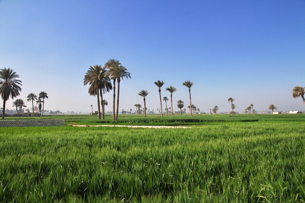 Ppapyrus field in Amarna sulle rive del Nilo, in Egitto