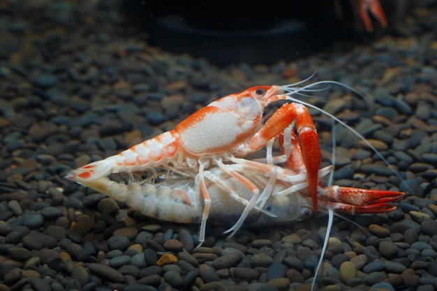 Pracamberus Clarkii Ghost