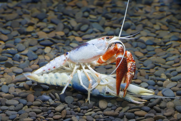 Pracamberus Clarkii Ghost