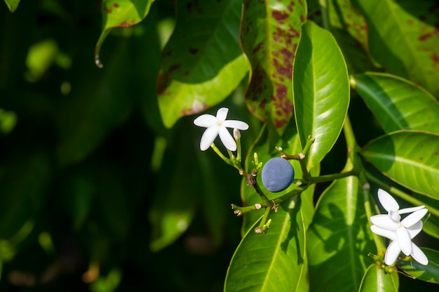 Pranajiwa Euchresta horsfieldii piante medicinali conosciute nella parte occidentale di Nusa Tenggara e nell'isola di Bali Indonesia