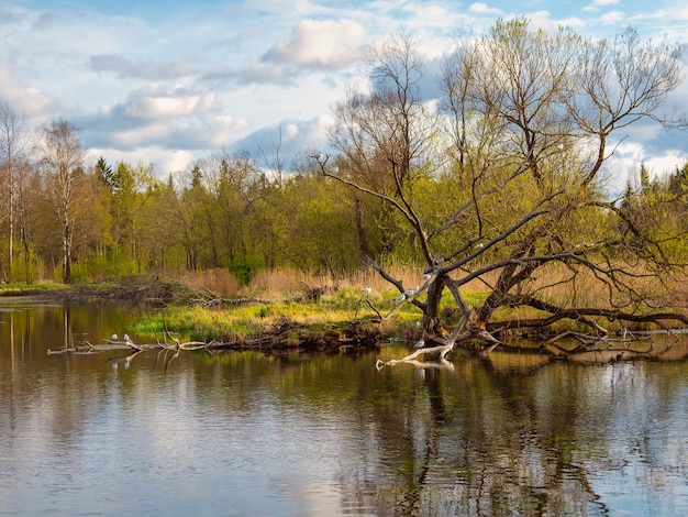 Prateria allagata un albero cresce fuori dall'acqua con uccelli sui rami Acqua alta in primavera