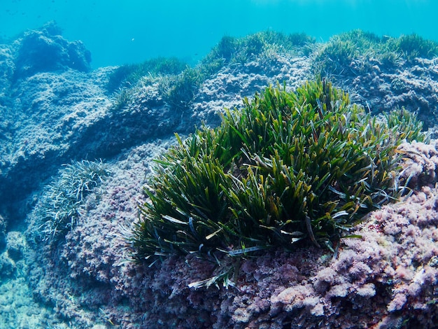 Prateria dell'erba di Nettuno Posidonia oceanica nel Mar Mediterraneo