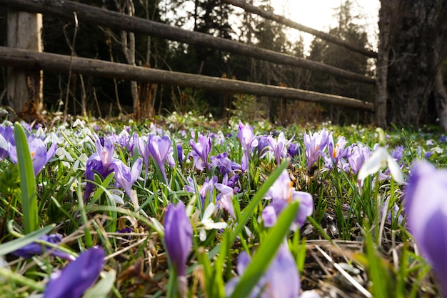 Prati alpini di fiori primaverili