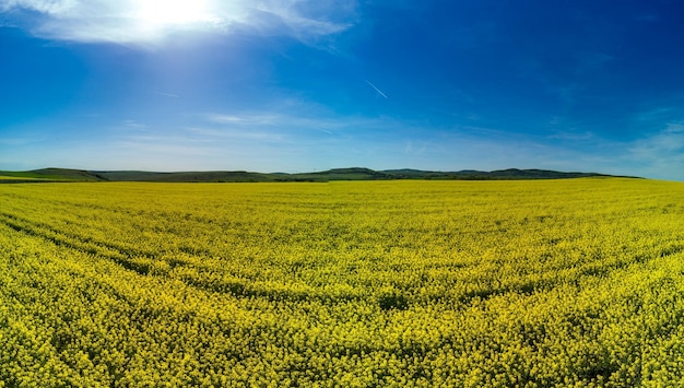 Prati con una pianta in una valle con campi sullo sfondo del cielo diurno in Bulgaria