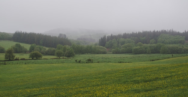 Prati e alberi con nebbia in natura