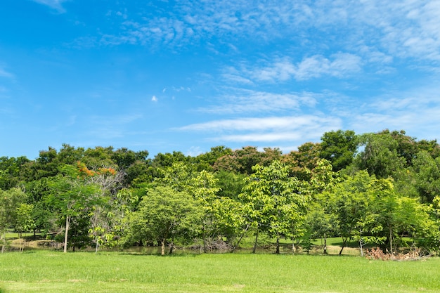 Prati e alberi nel parco con cielo blu