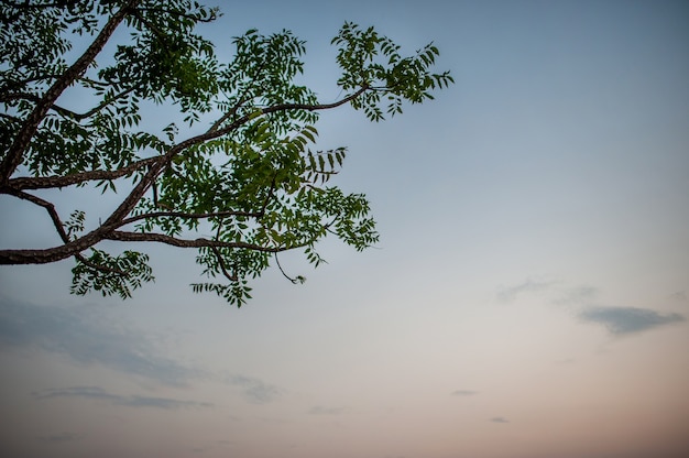 Prati e cieli blu Atmosfera di campi asiatici E la bellezza degli alberi e della natura verde.