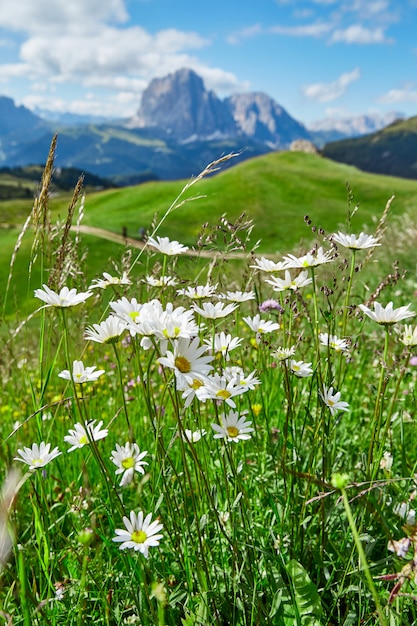 Prati e montagne della Val Gardena