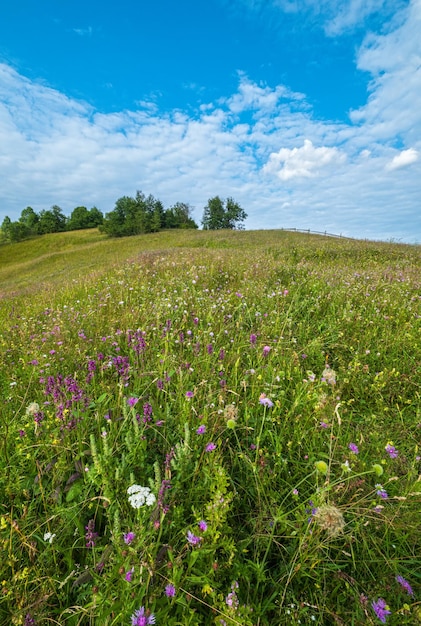 Prati estivi della campagna di montagna dei Carpazi con bellissimi fiori selvatici