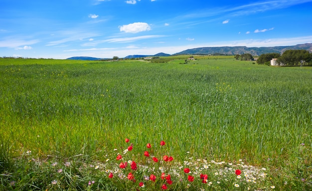 Prati primaverili al Camino de Santiago