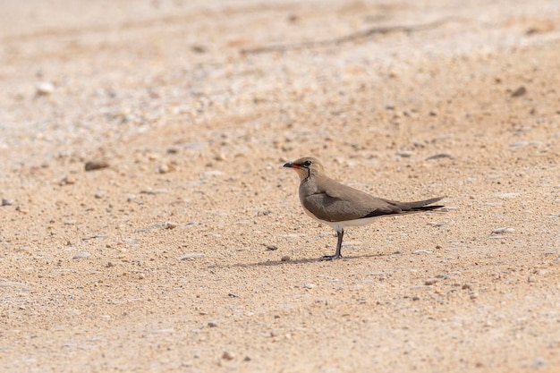 Pratincole dal collare, pratincole comune o pratincole dalle ali rosse (Glareola pratincola) Almeria, Spagna