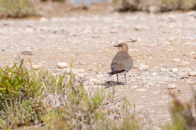 Pratincole dal collare, pratincole comune o pratincole dalle ali rosse (Glareola pratincola) Almeria, Spagna