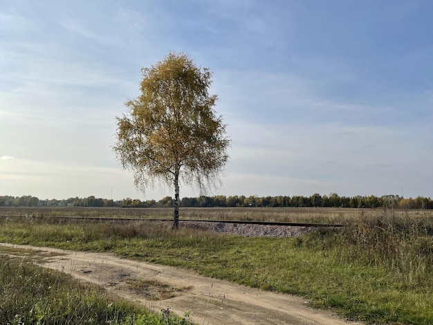 Prato autunnale con grande albero e ferrovie