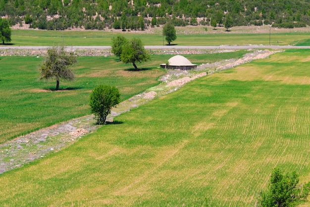 Prato con alberi ai piedi della montagna