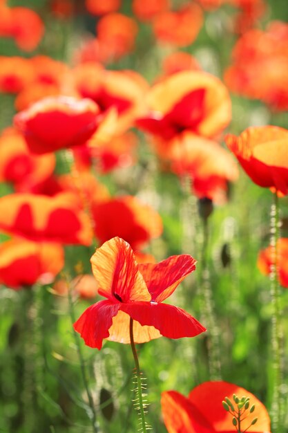 Prato con bellissimi fiori di papavero rosso brillante in primavera