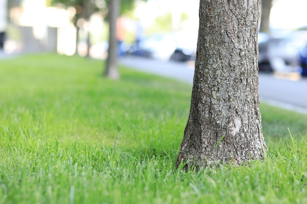 Prato con erba in una zona urbana Closeup prato tagliato erba Una fila di alberi un prato erboso un percorso