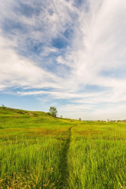 Prato con erba verde e cielo blu