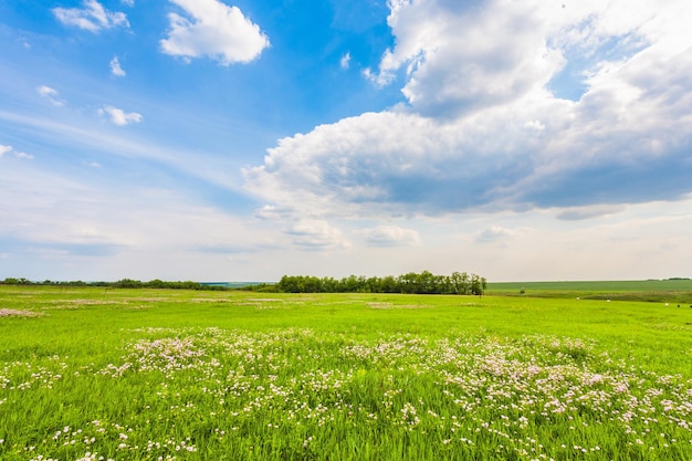 Prato con erba verde e cielo blu