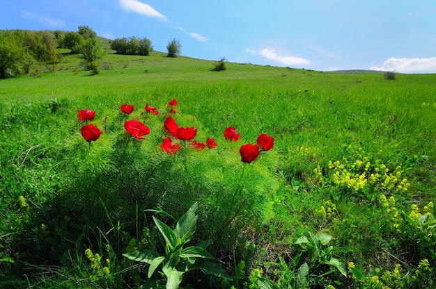 Prato con erba verde e fiori di papavero rosso