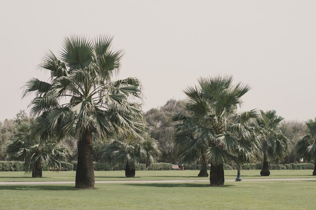 Prato con erba verde e palme esotiche