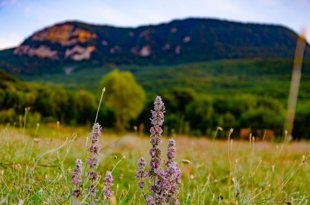 Prato con fiori di campo sullo sfondo delle montagne.