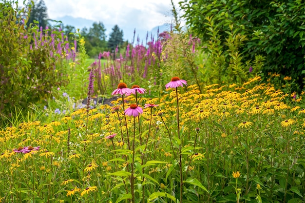 prato con fiori di echinacea gialli e viola