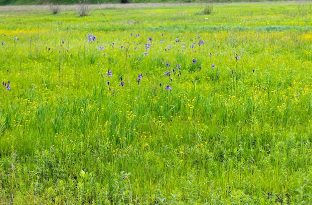 Prato con fiori di iris selvatici