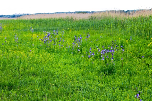 Prato con fiori di iris selvatici