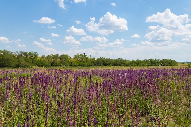 Prato con fiori di salvia viola selvatica Paesaggio estivo