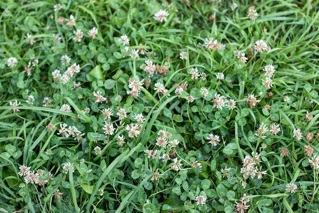 Prato con fiori di trifoglio bianco Tappeto per prato con trifogli olandesi ed erba verde