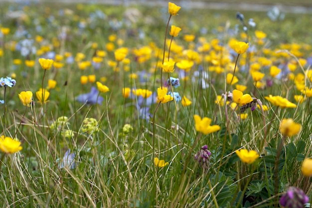 Prato con fiori multicolori