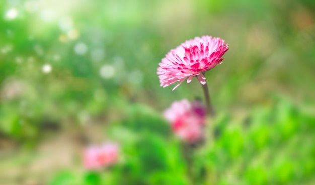 Prato con la margherita di primavera rosa fiori in giornata di sole. Sfondo floreale della natura all'inizio dell'estate con erba verde fresca fresh