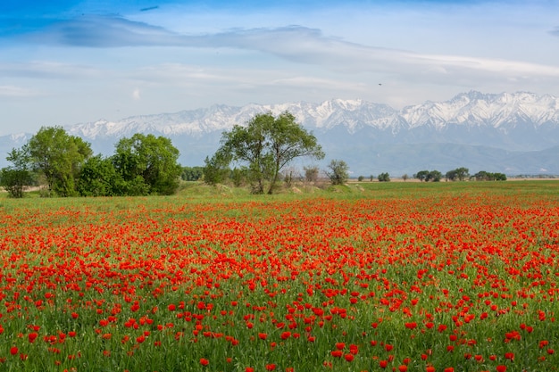 Prato con papaveri selvatici e cielo azzurro