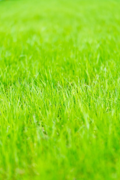 Prato con uno sfondo di erba verde fresca