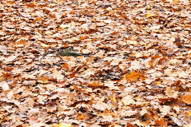 Prato coperto da foglie cadute arancioni nel parco