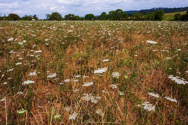 Prato coperto dalla famiglia dei fiori delle Ombrellifere nella stagione estiva