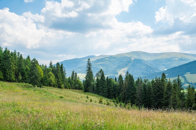 Prato coperto di erba e fiori su uno sfondo