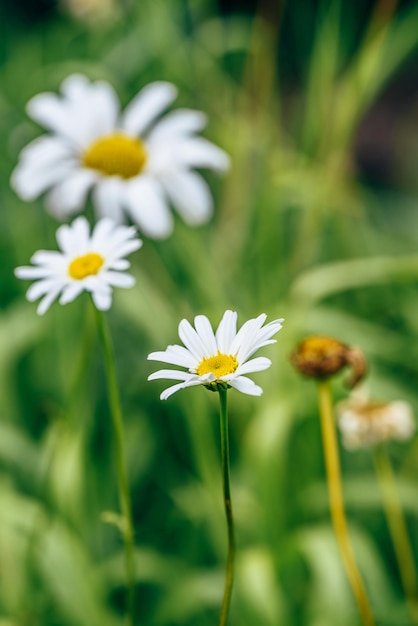 Prato Daisy Flower a Sunny Day su sfondo sfocato