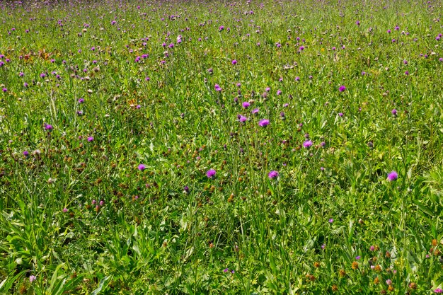 Prato dei fiori di cardo selvatico viola