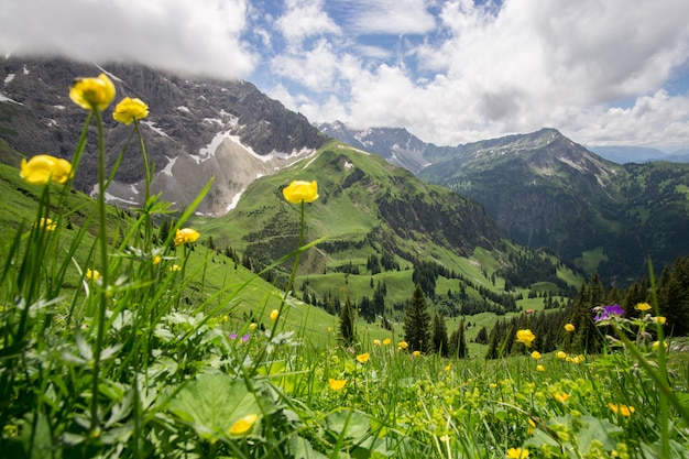 Prato del fiore in alto nelle montagne