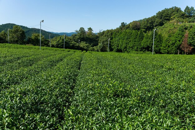 Prato del tè verde