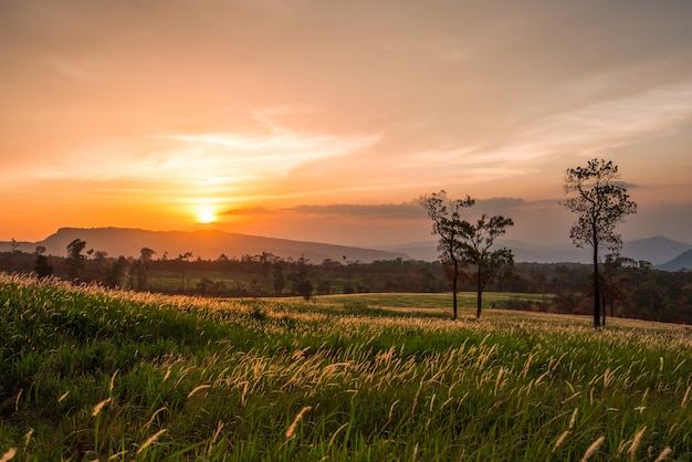 Prato dell&#39;erba di tramonto sulla collina del pendio e sulla montagna dell&#39;albero della siluetta